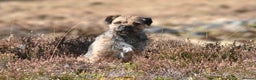 Border Terrier dogs for stud: SLEM Clear - KC Registered Stud Dog in Laurencekirk - Advert 10