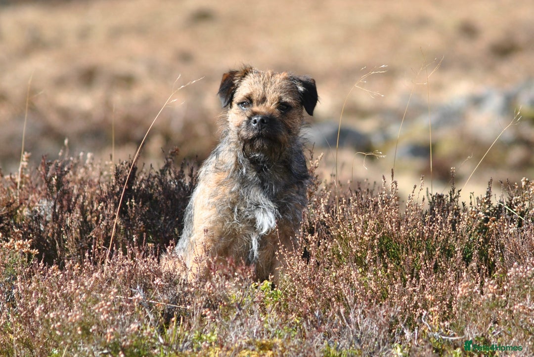 Border Terrier dogs for stud: SLEM Clear - KC Registered Stud Dog in Laurencekirk - Advert 10