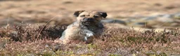 Border Terrier dogs for stud: SLEM Clear - KC Registered Stud Dog in Laurencekirk - Advert 10