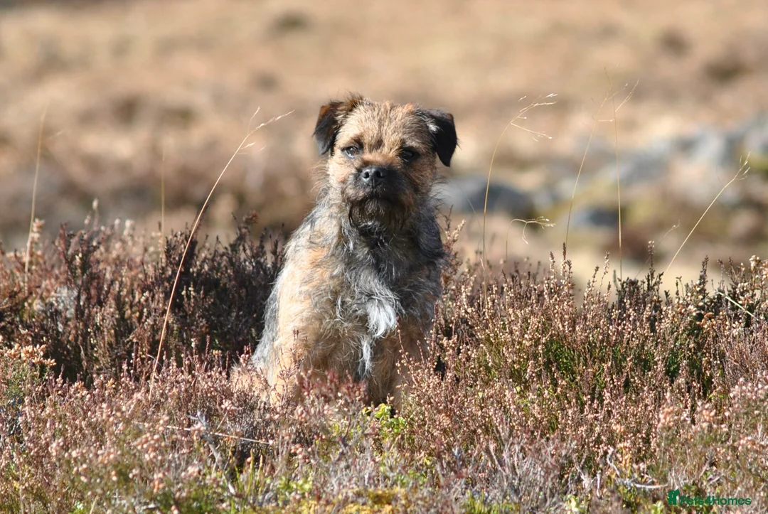 Border Terrier dogs for stud: SLEM Clear - KC Registered Stud Dog in Laurencekirk - Advert 10
