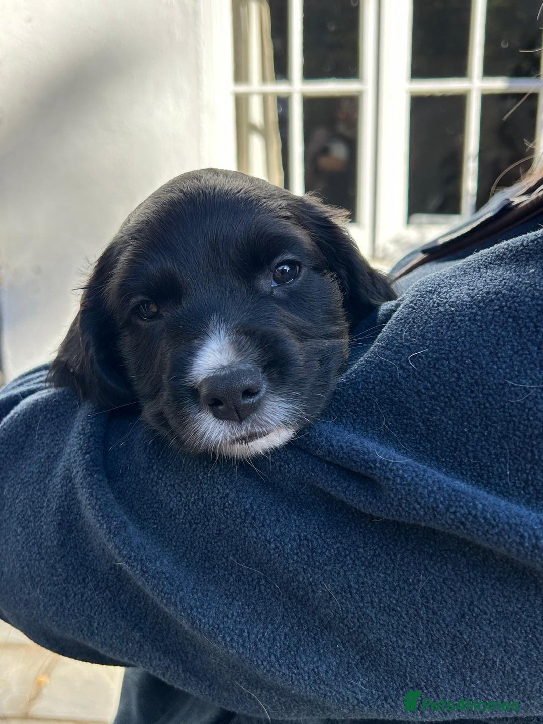 English Springer Spaniel dogs for sale: KC Reg English Springer Spaniel puppies - Image 18
