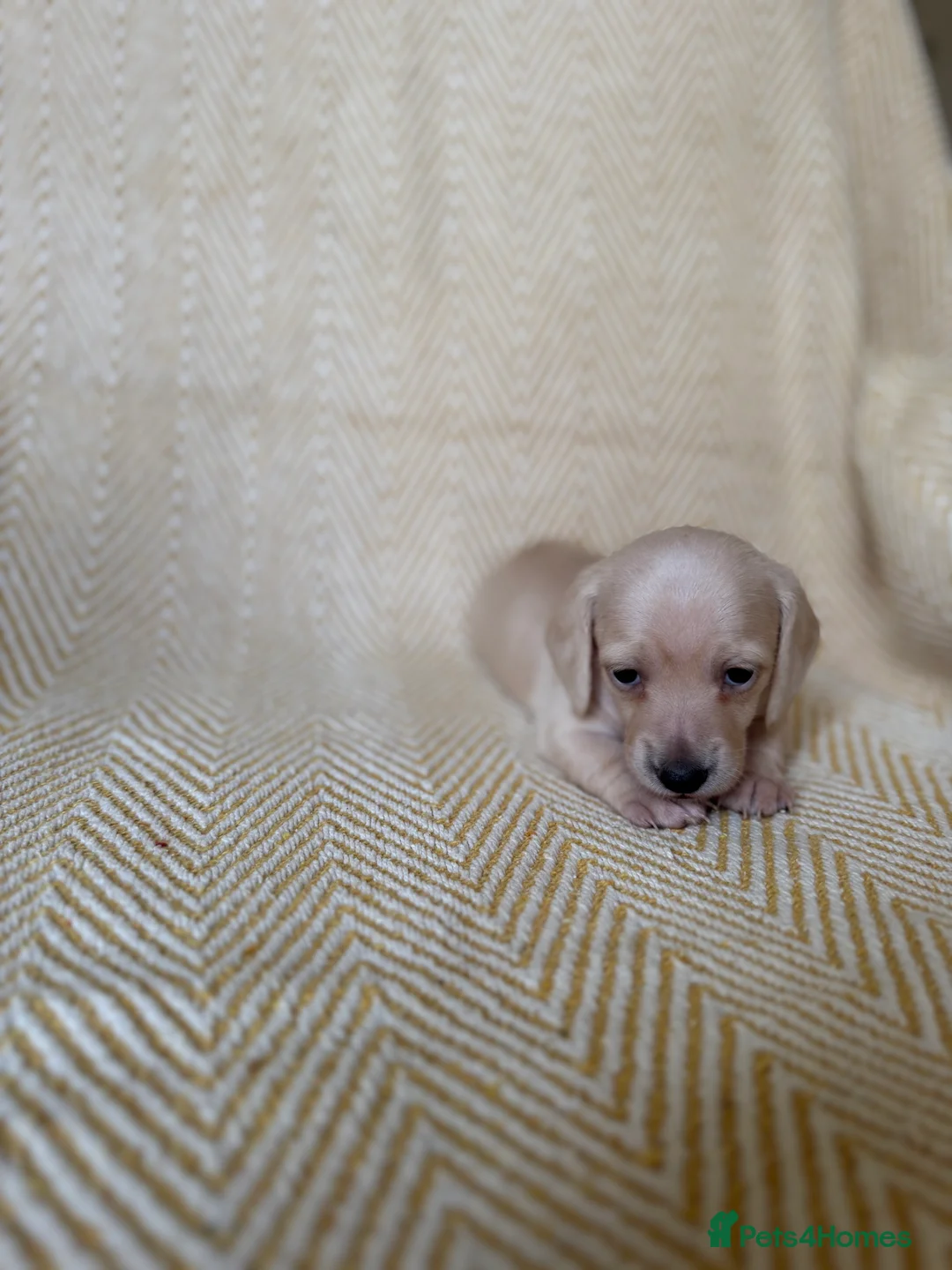 Miniature Dachshund dogs for sale: Cream miniature dachshunds-Petal’s Perfect Puppies - Advert 31