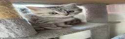 British Shorthair cats for sale: 3 females left BHS - Advert 6
