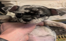 Chihuahua dogs for sale: Chihuahua boy merle - Advert 2