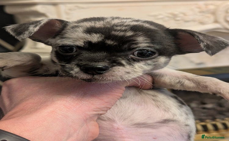 Chihuahua dogs Chihuahua boy merle - Advert 6
