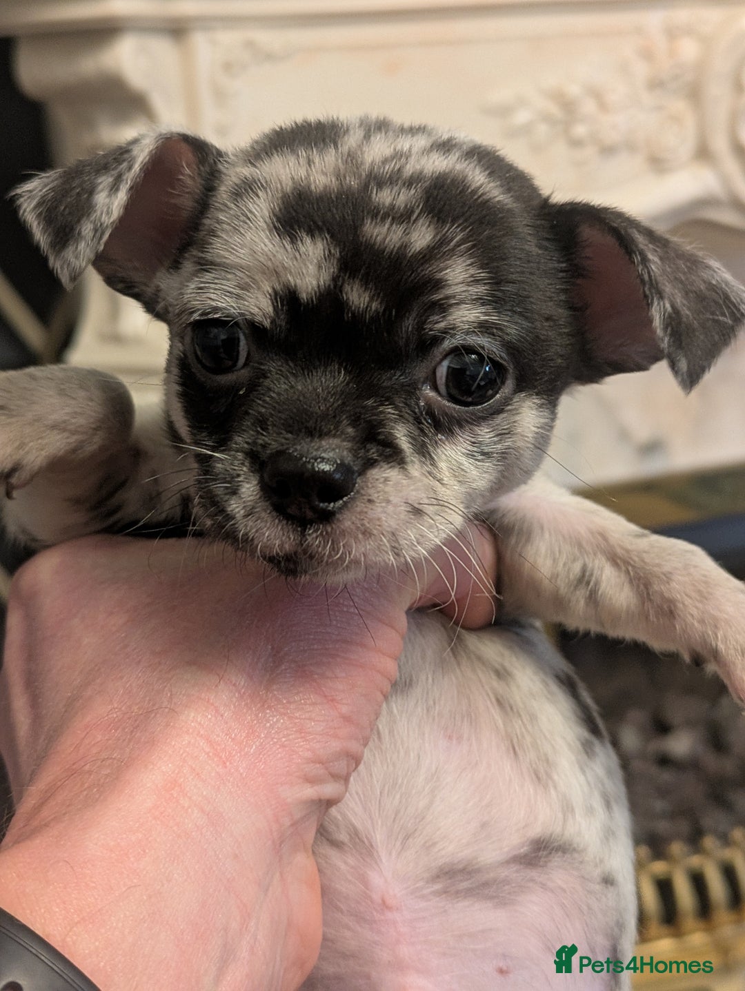 Chihuahua dogs for sale: Chihuahua boy merle - Advert 2