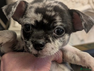 Chihuahua dogs Chihuahua boy merle - Advert 10