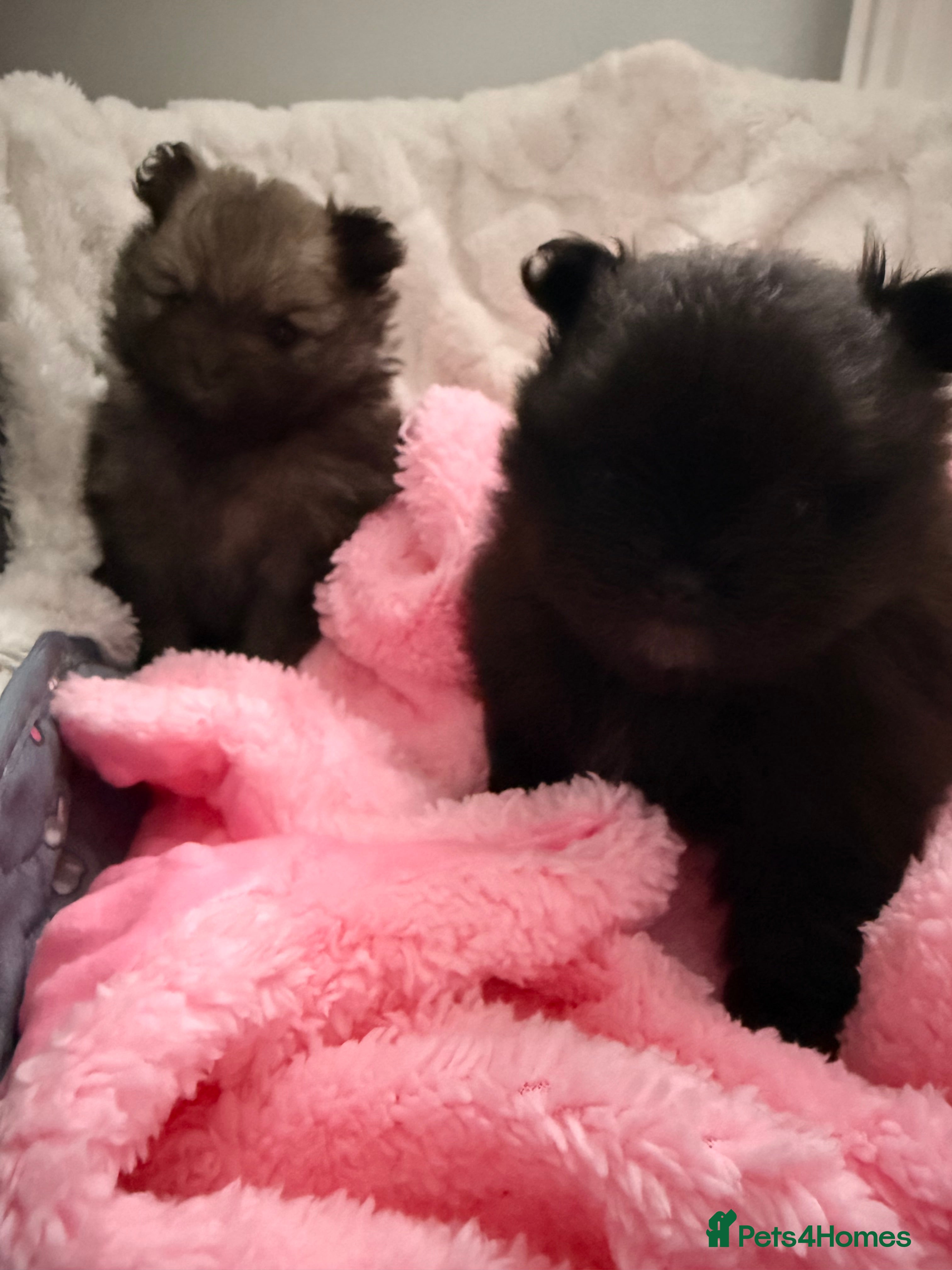 Pomeranian dogs Tiny Pomeranians - only boy left  - Advert 14