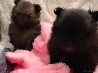 Pomeranian dogs Tiny Pomeranians - only boy left - Advert 5