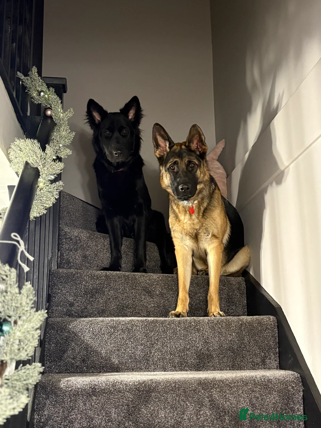 German Shepherd dogs for sale: German Shepherd Girls - Advert 1