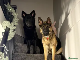 German Shepherd dogs German Shepherd Girls - Advert 1