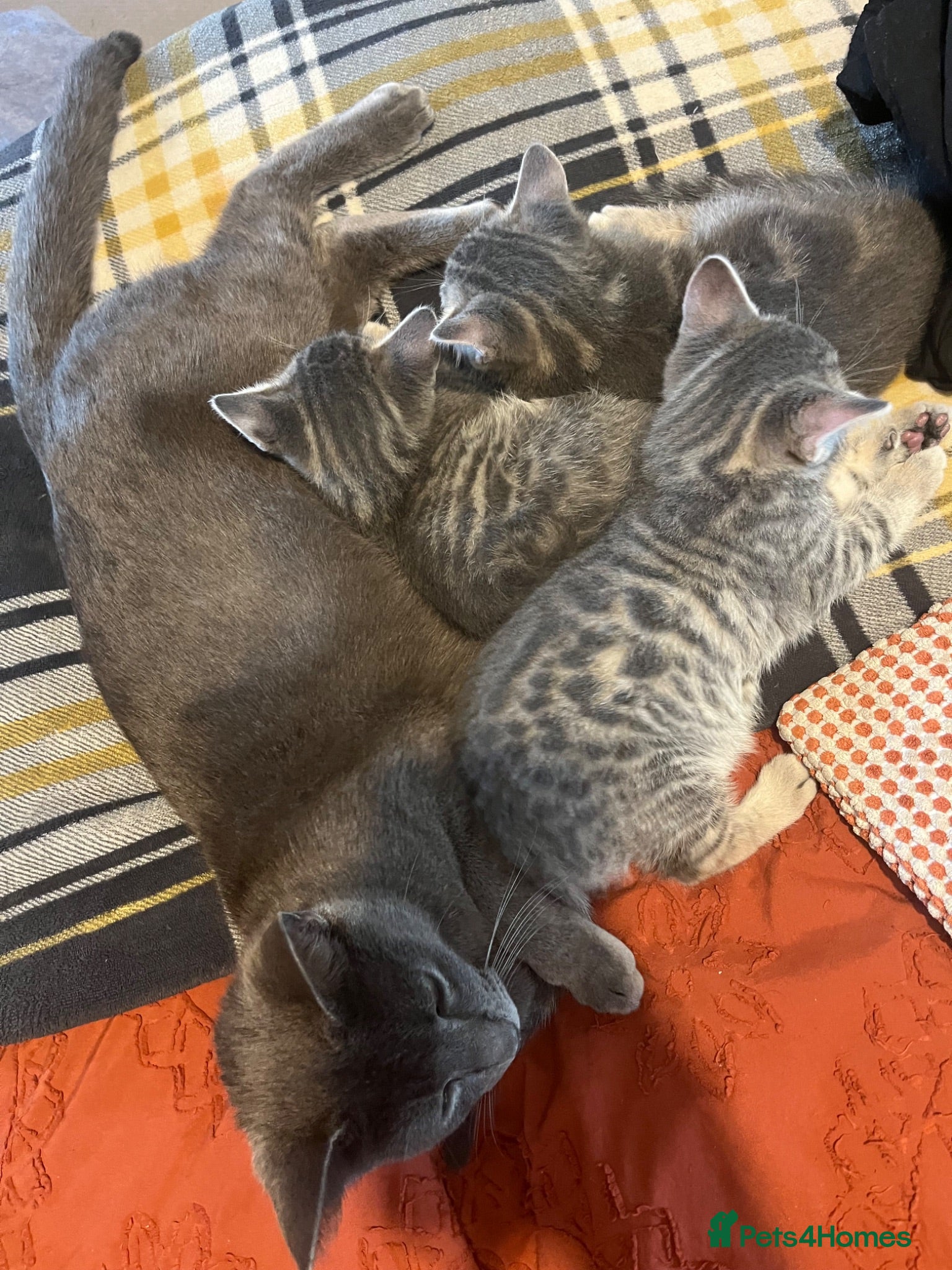 Mixed Breed cats Russian Blue cross  - Advert 2