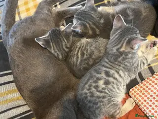 Mixed Breed cats Russian Blue cross - Advert 2