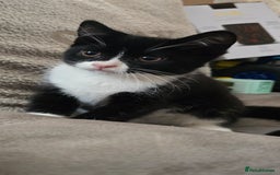 Mixed Breed cats for sale: 4 fluffy kittens for sale - Advert 2