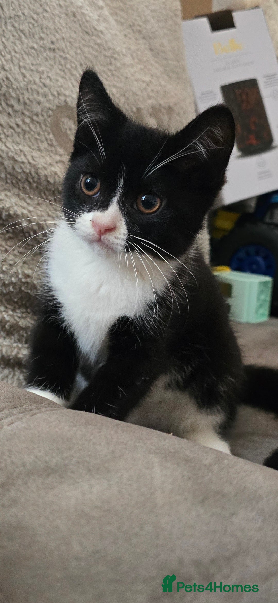 Mixed Breed cats for sale: 4 fluffy kittens for sale - Advert 2