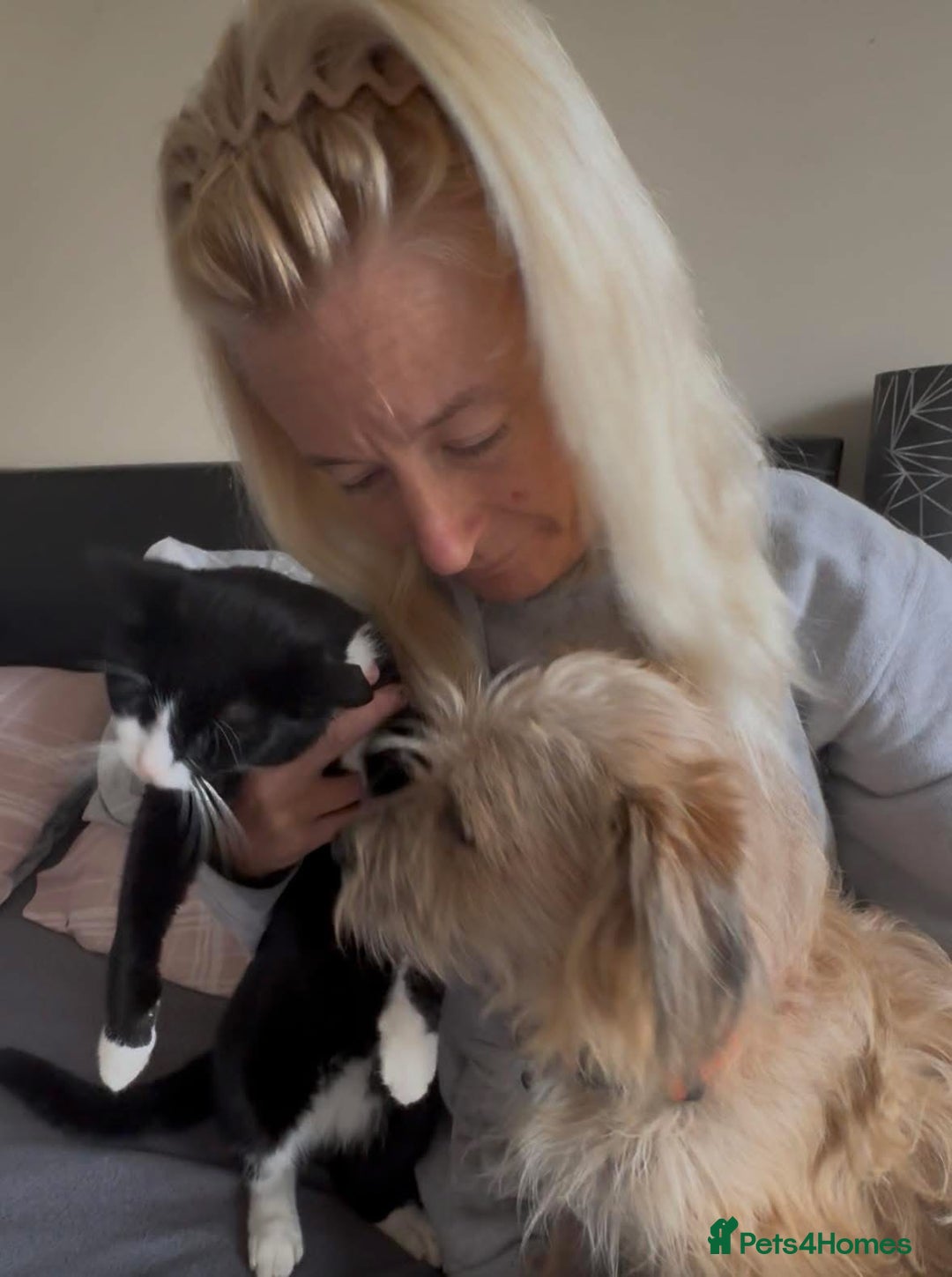 Mixed Breed dogs for adoption: Button - Watton Norfolk  - Advert 5