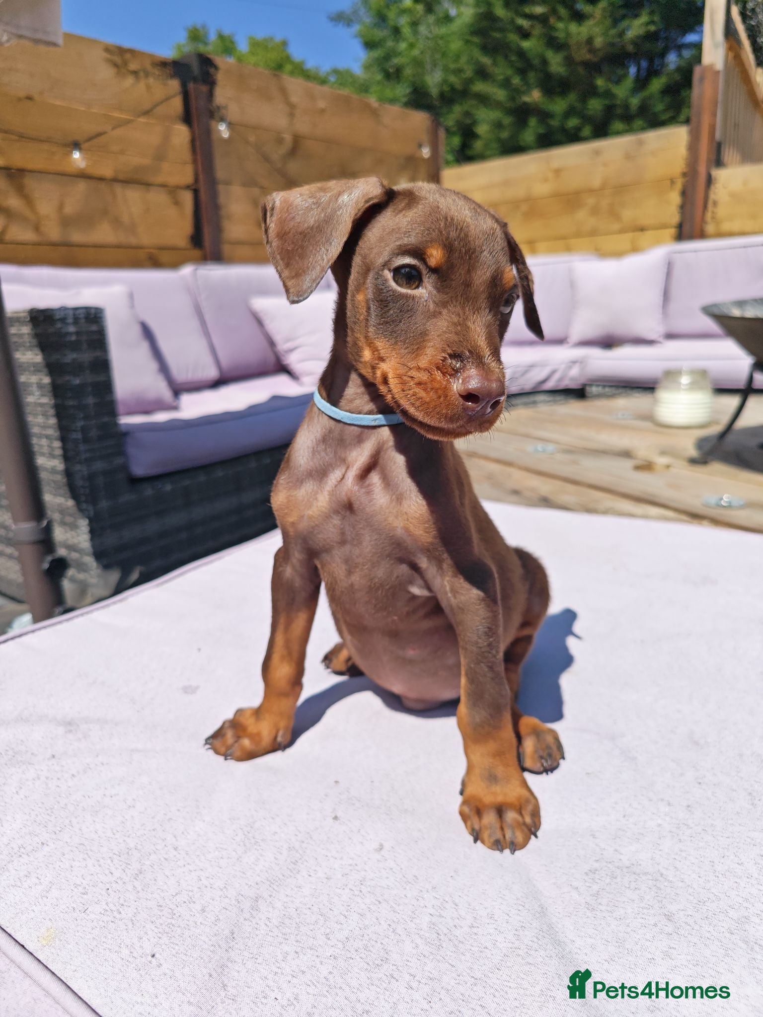 Dobermann dogs Beautiful family dobermans * 2 boys ready to go* - Advert 1