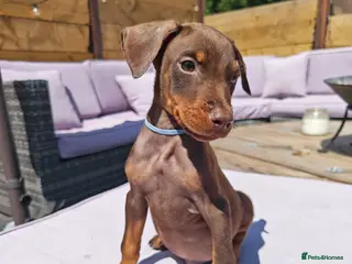 Dobermann dogs Beautiful family dobermans * 2 boys ready to go* - Advert 1