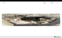 Mixed Breed cats for sale: Gorgeous kittens  - Image 1