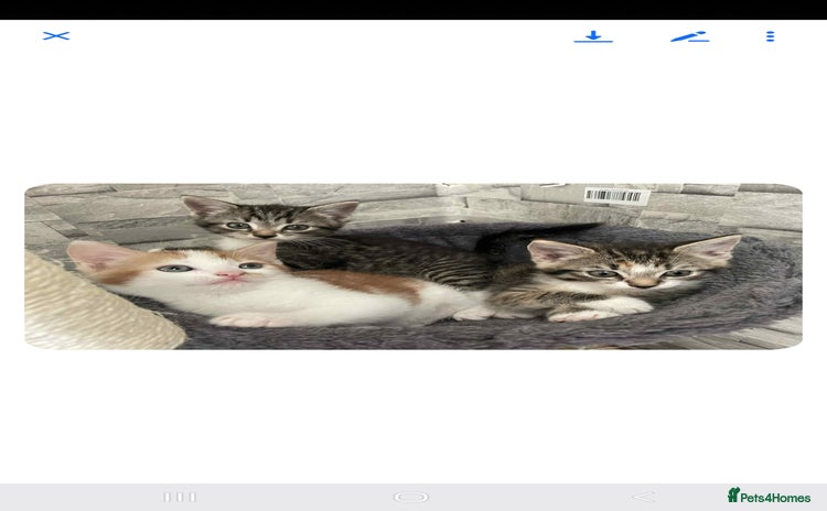 Mixed Breed cats - Advert 1