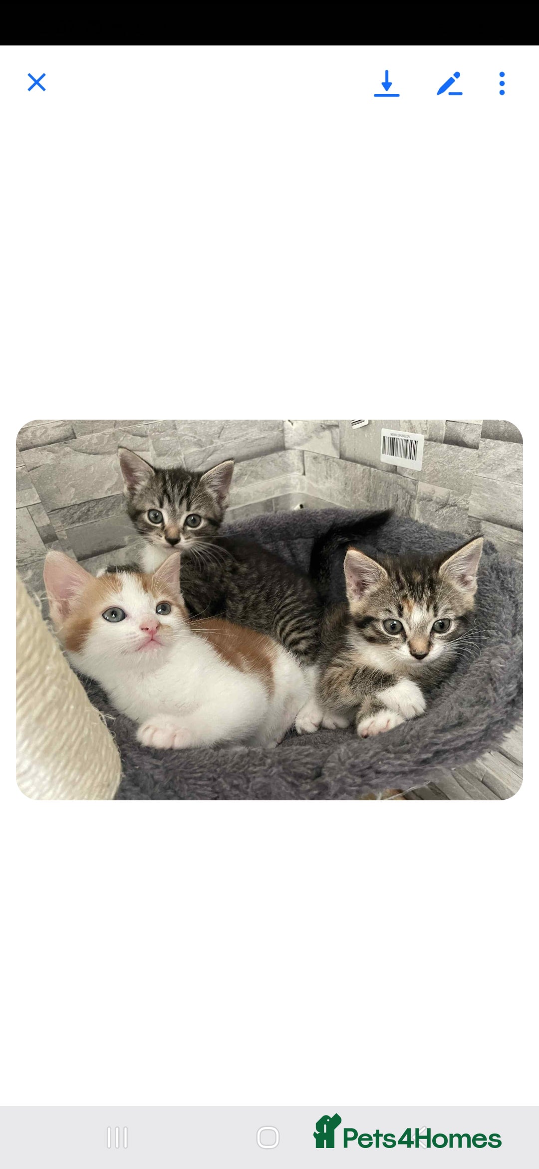 Mixed Breed cats for sale: Gorgeous kittens  - Image 1