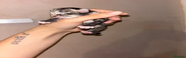 Domestic Shorthair 3