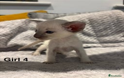 Siamese cats for sale: ✨Gorgeous GCCF registered kittens✨ - Image 17