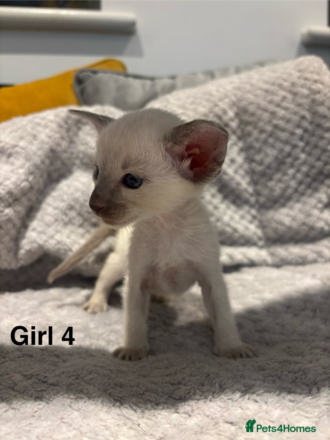 Siamese cats for sale: ✨Gorgeous GCCF registered kittens✨ - Image 17