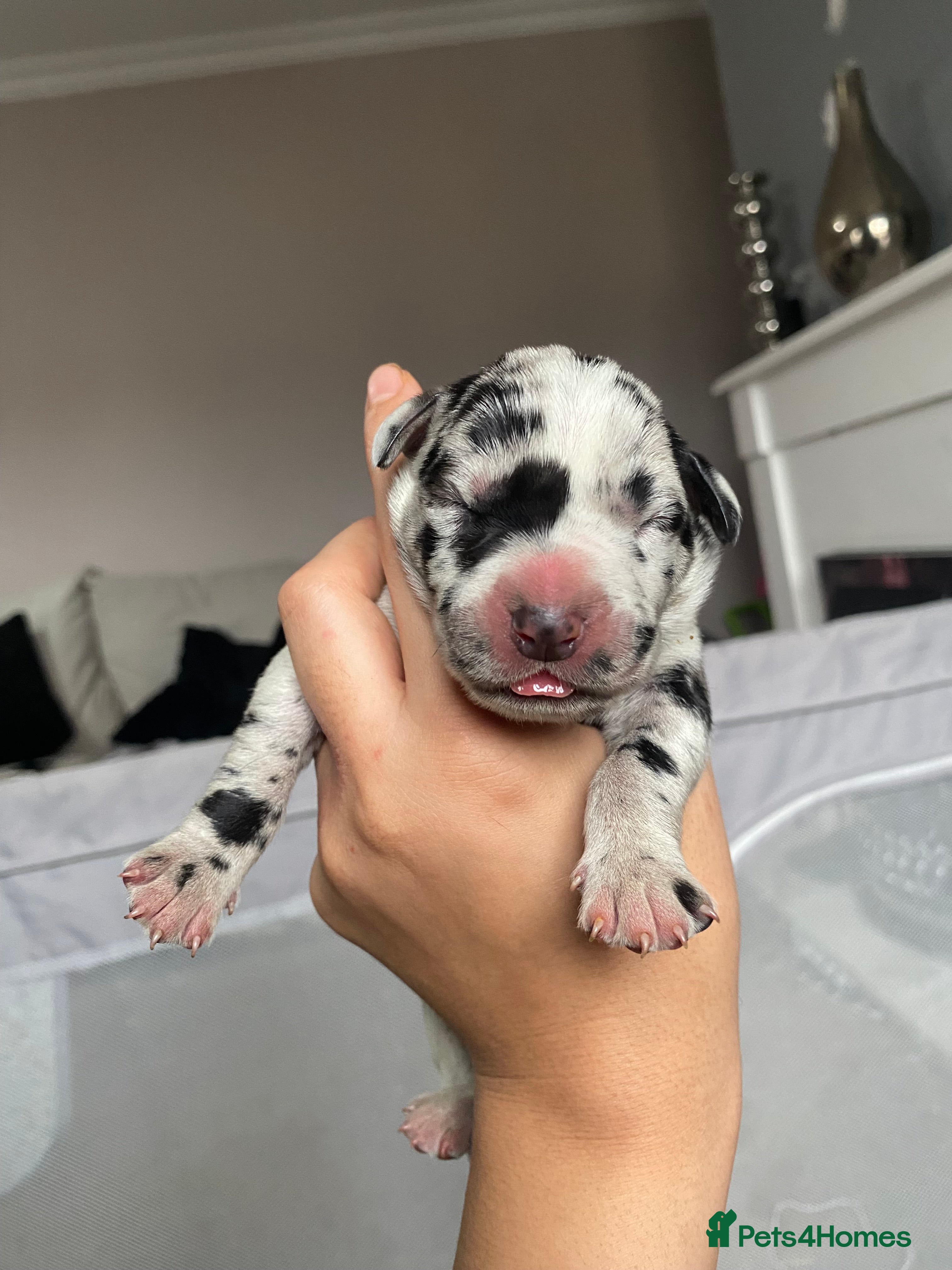 Mixed Breed dogs Daniffs (Great Dane  ** tiff) - Advert 3