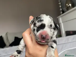 Mixed Breed dogs Daniffs (Great Dane ** tiff) - Advert 3