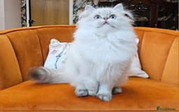 Scottish Fold cats for sale: Excellent Scottish straight kittens  - Advert 13