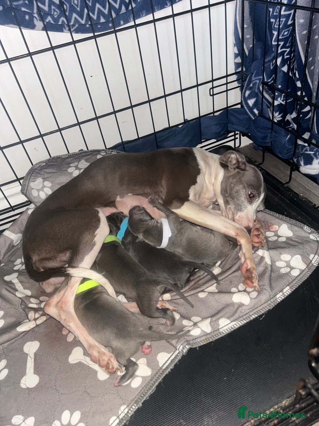 Italian Greyhound dogs for sale: Kc registered blue boys - Advert 2