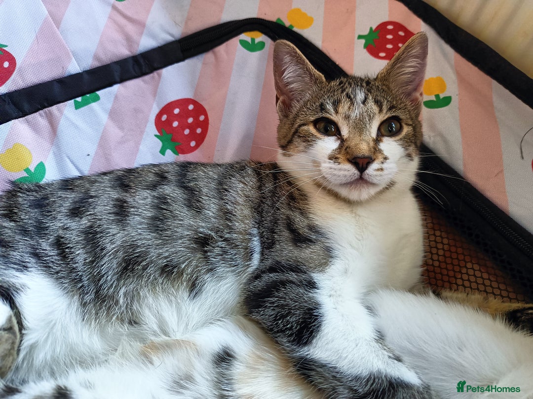 Bengal cats for sale: Bengal X Kittens High % Wild Asian Leopard Cat.  - Image 16