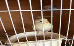 Budgerigars birds for sale: Budgies for sale £15 in Lincoln - Image 9