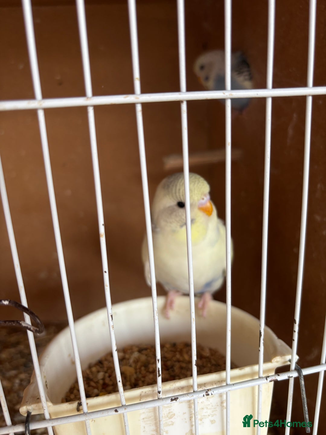 Budgerigars birds for sale: Budgies for sale £15 in Lincoln - Image 9