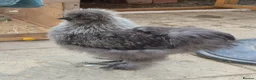 Chickens poultry for sale: Extremely handsome Silkie rooster in Snodland - Advert 2