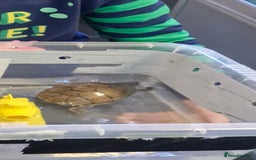 Turtle reptiles for sale: Musk turtle - Image 1