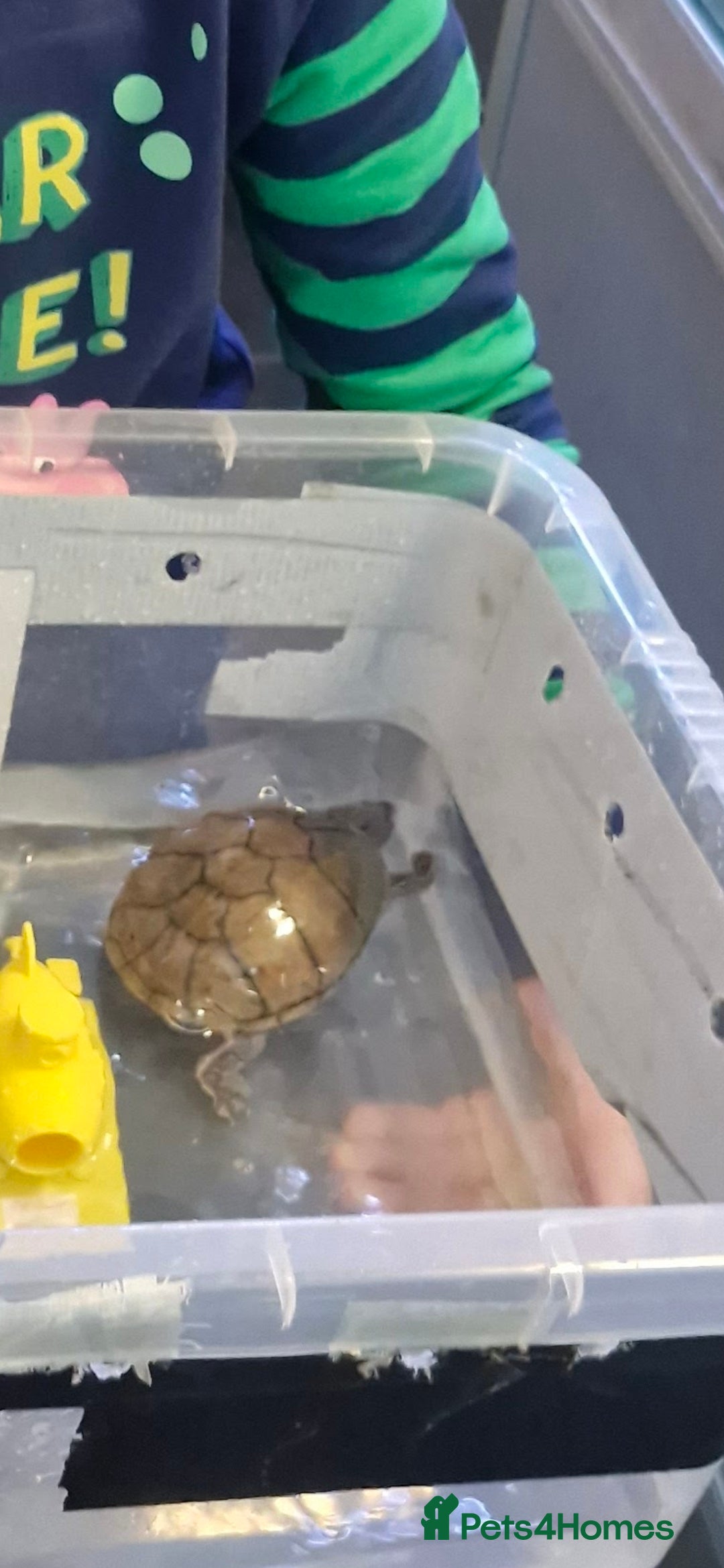 Turtle reptiles for sale: Musk turtle - Image 1