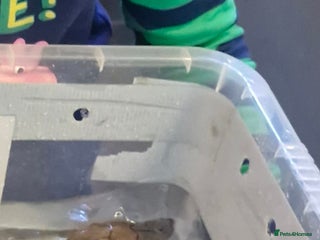 Turtle reptiles - Advert 2