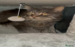 Maine Coon cats for stud: HUGE TICA Active Championship male stud - Image 7