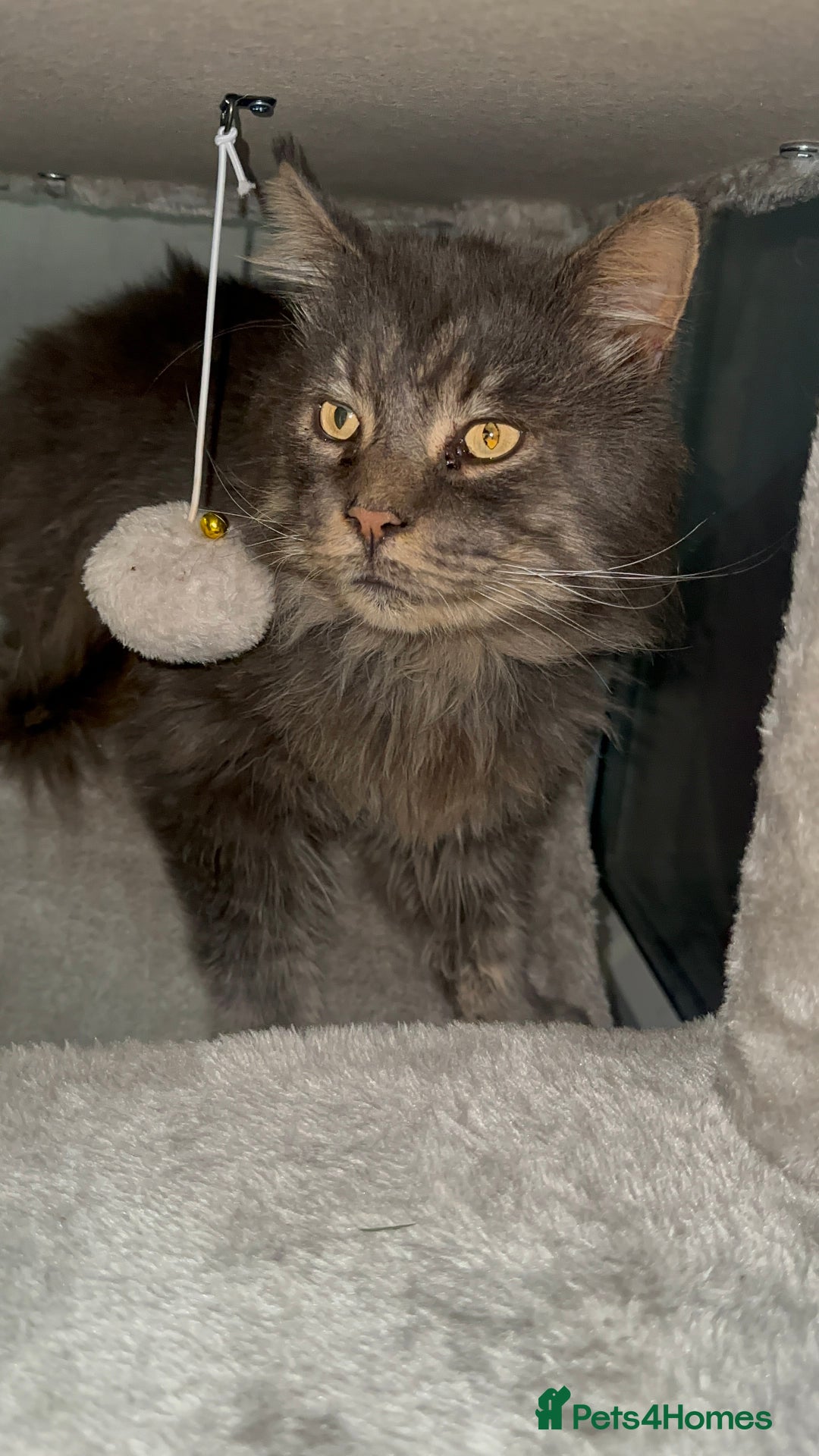 Maine Coon cats for stud: HUGE TICA Active Championship male stud - Image 7