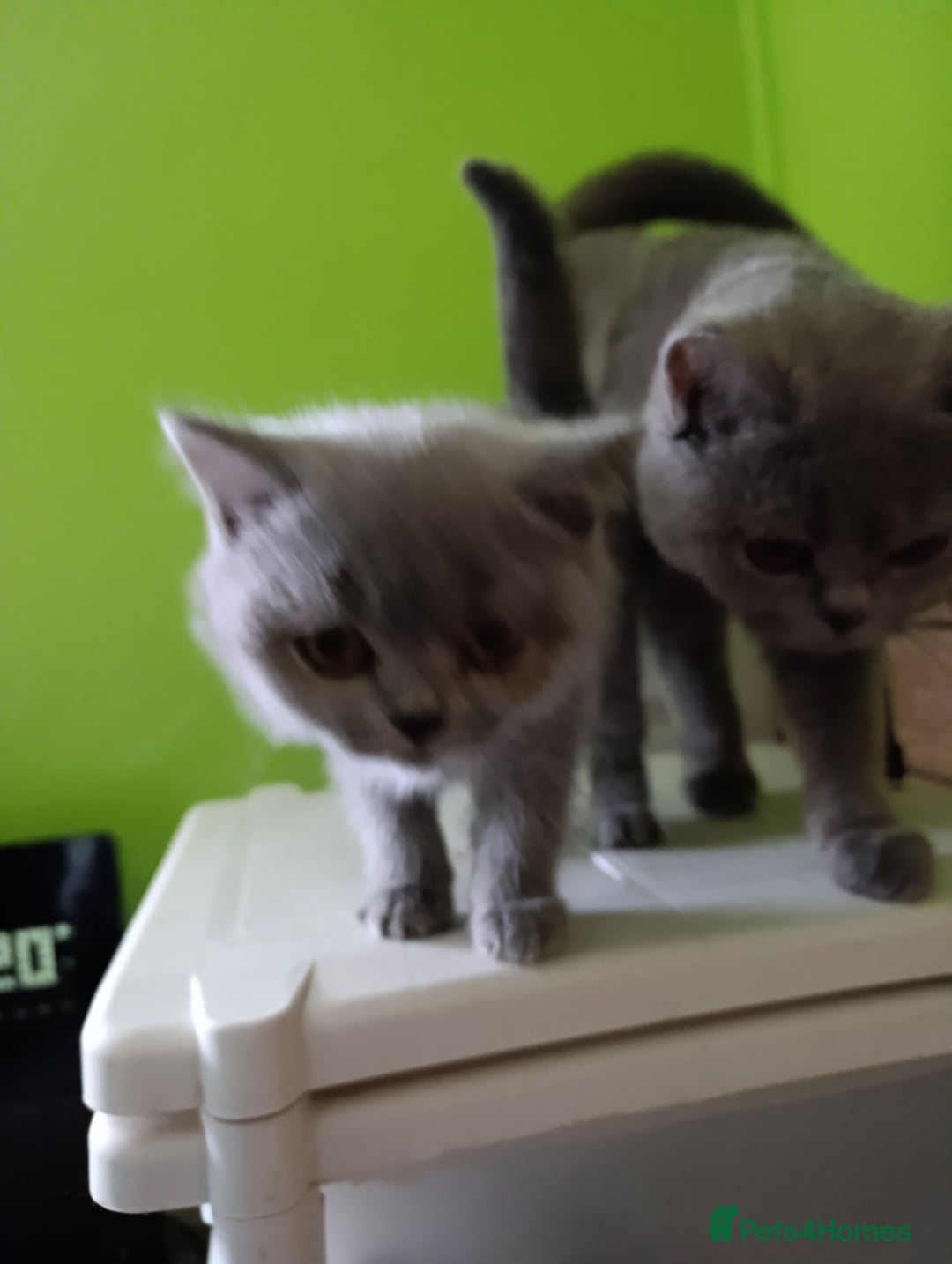 British Shorthair cats for sale: Blue British Shorthair kittens - Image 9