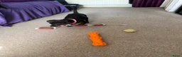Mixed Breed dogs for sale: Pattarjack Roxie  - Advert 4