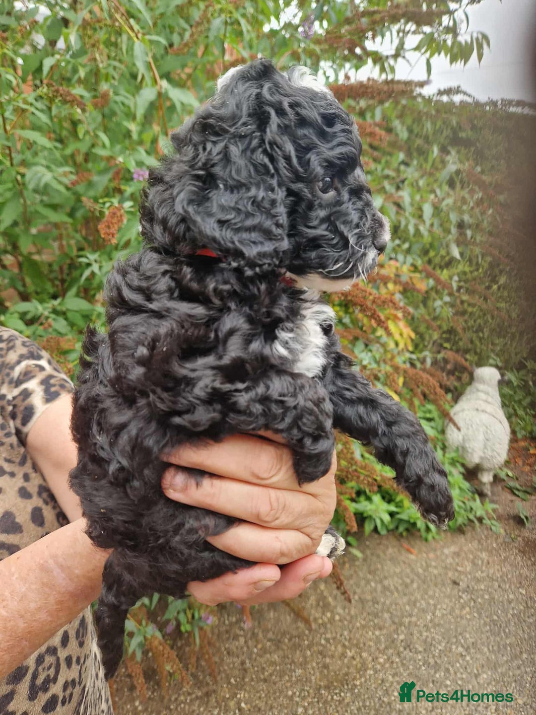 Cockapoo dogs for sale: 5 STAR FULLY DNA HEALTH TESTED F1B COCKAPOOS - Image 23