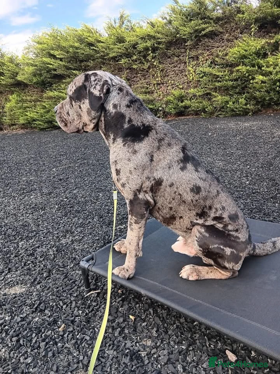 Mastiff dogs for adoption: HANK -  - Advert 2