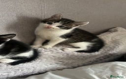 Mixed Breed cats for sale: BOY KITTEN FOR SALE - Image 3
