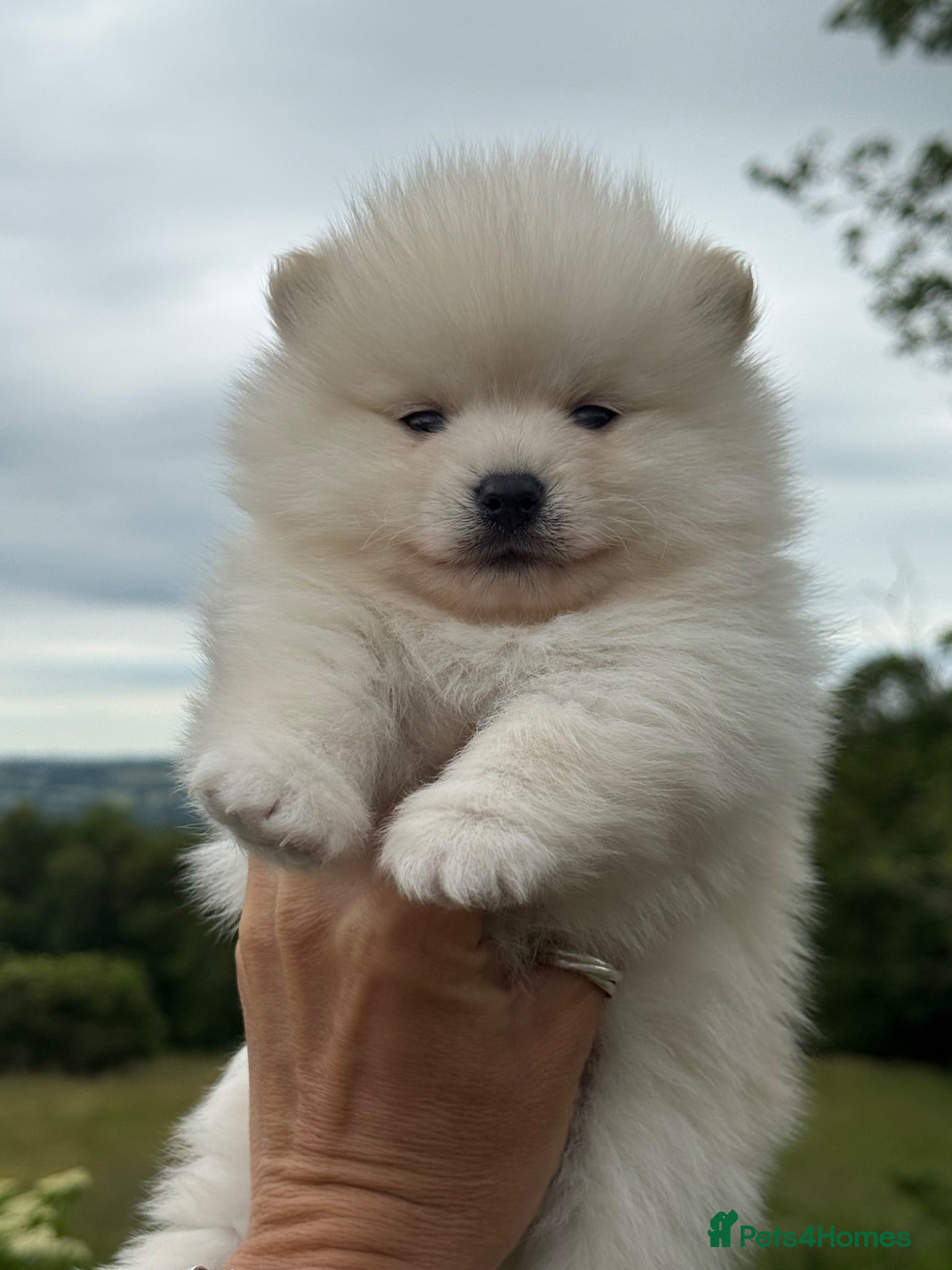 Pomsky dogs Stunning F1B Pomsky’s - Advert 1