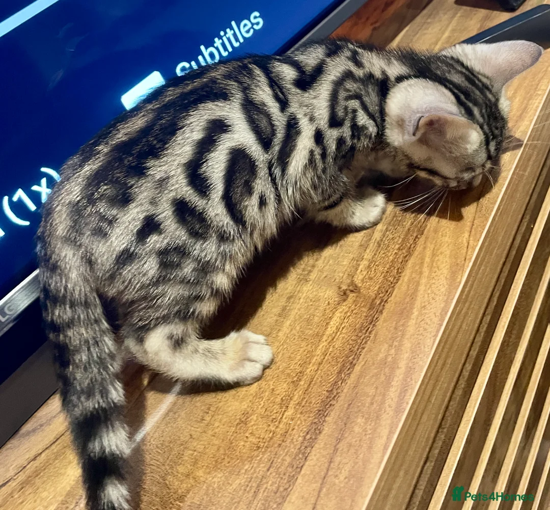 Bengal cats for sale: Pure Bengal Kittens  - Advert 34