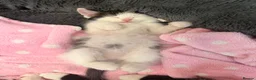 Mixed Breed cats for sale: Kittens for Sale  - Advert 3