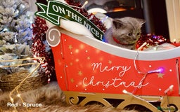 British Shorthair cats for sale: BSH Males and Females available  - Image 4